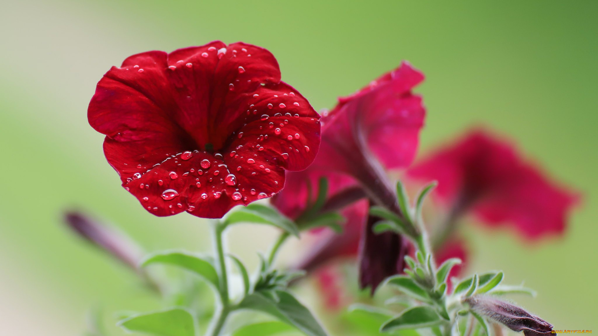 цветы, петунии, , калибрахоа, боке