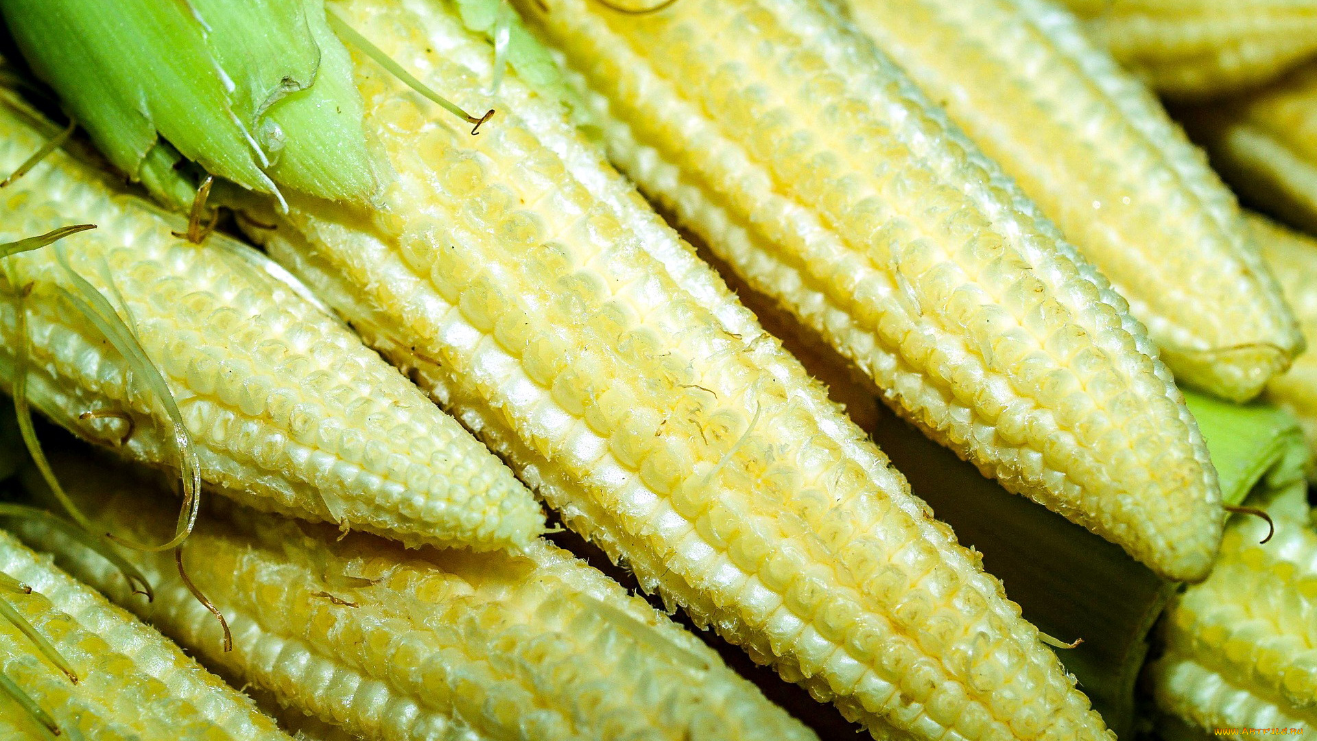 еда, кукуруза, молодая, початки