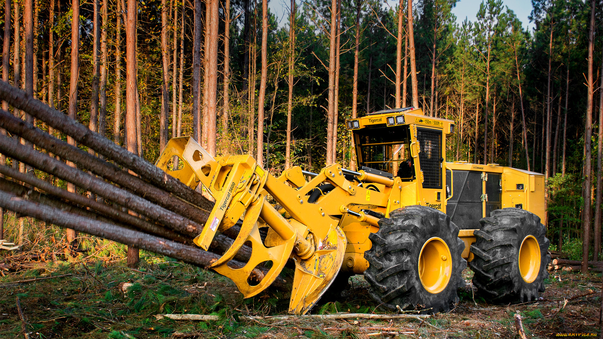 техника, лесоповалочная, техника, tigercat