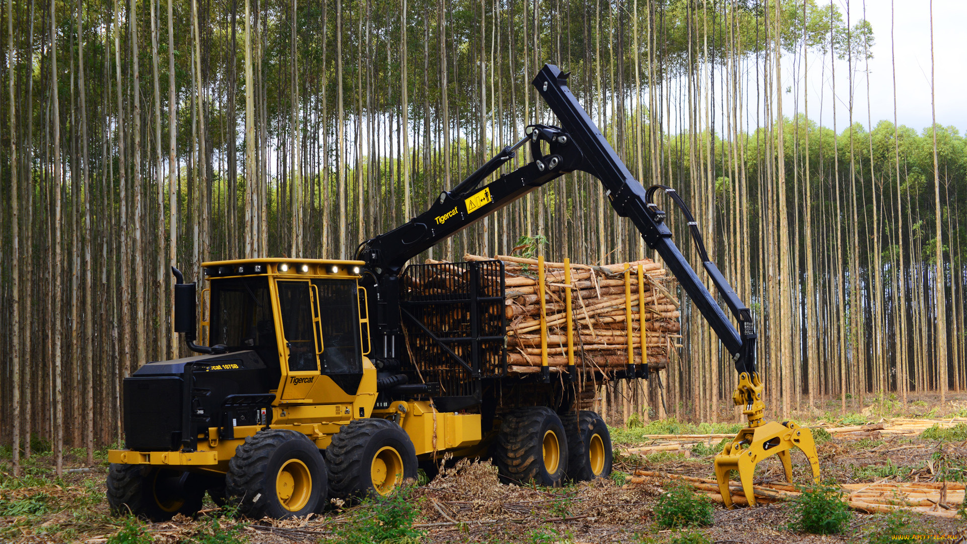техника, лесоповалочная, техника, tigercat