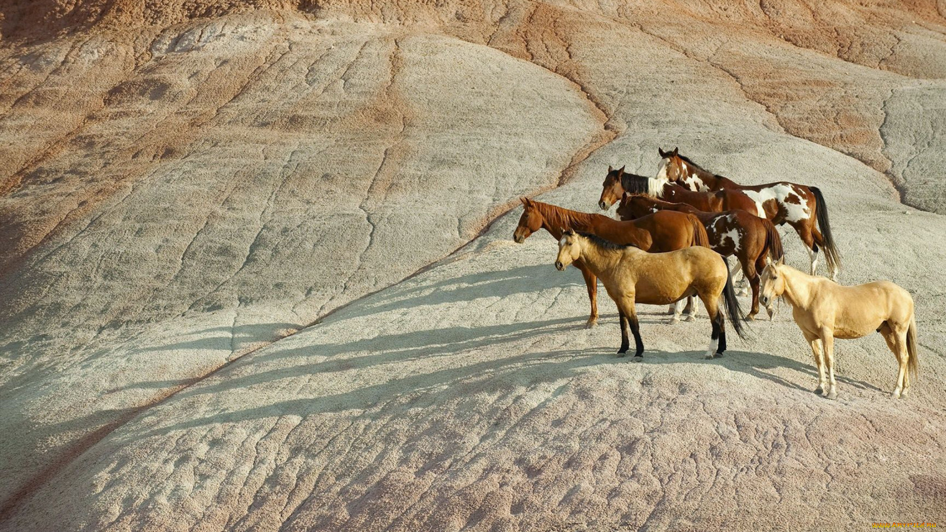 животные, лошади, табун, скалы