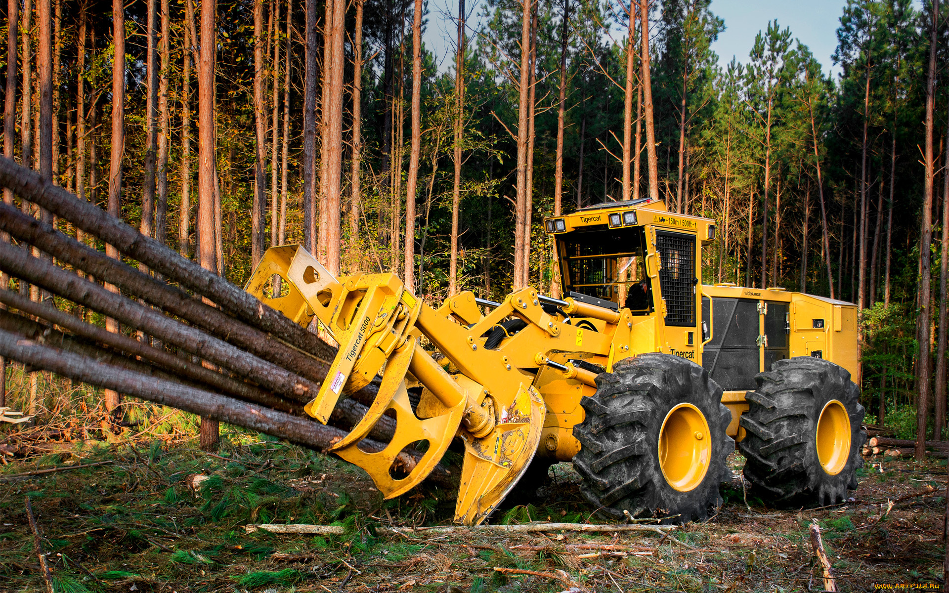 техника, лесоповалочная, техника, tigercat