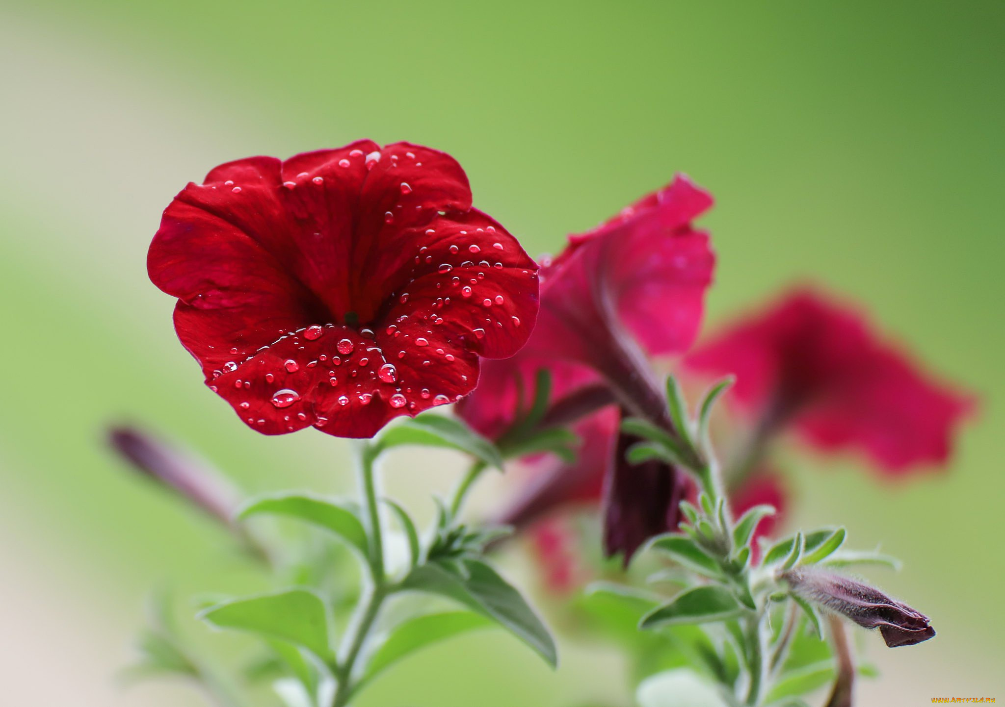 цветы, петунии, , калибрахоа, боке