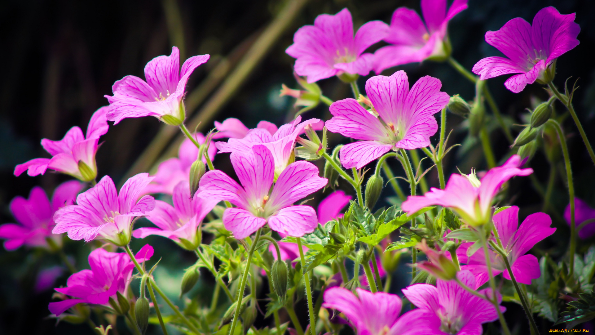 цветы, луговые, , полевые, , цветы, весна