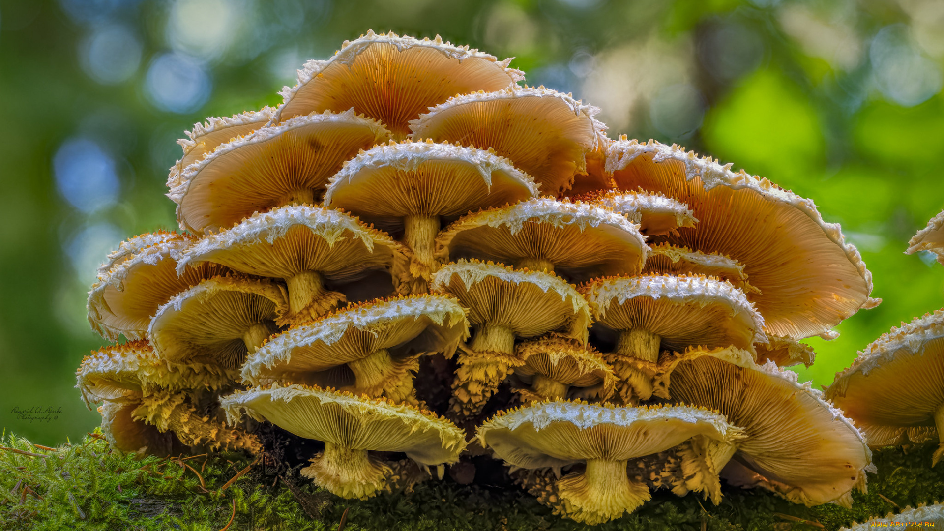 природа, грибы