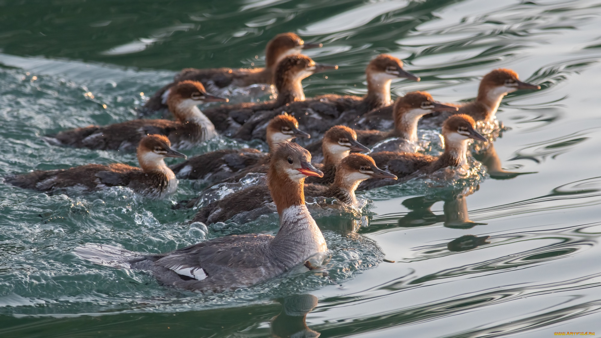 животные, чомги, , поганки, птицы