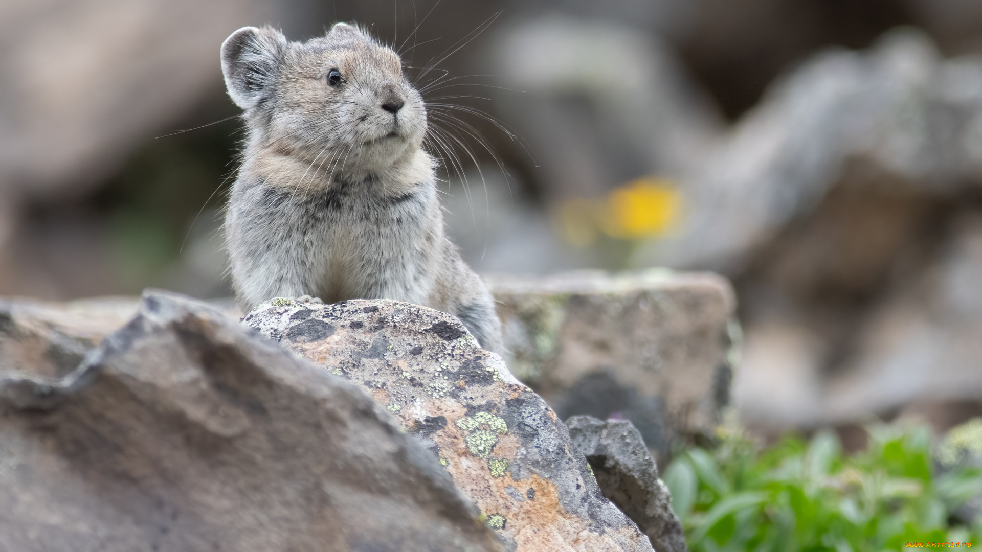 животные, крысы, , мыши, грызун