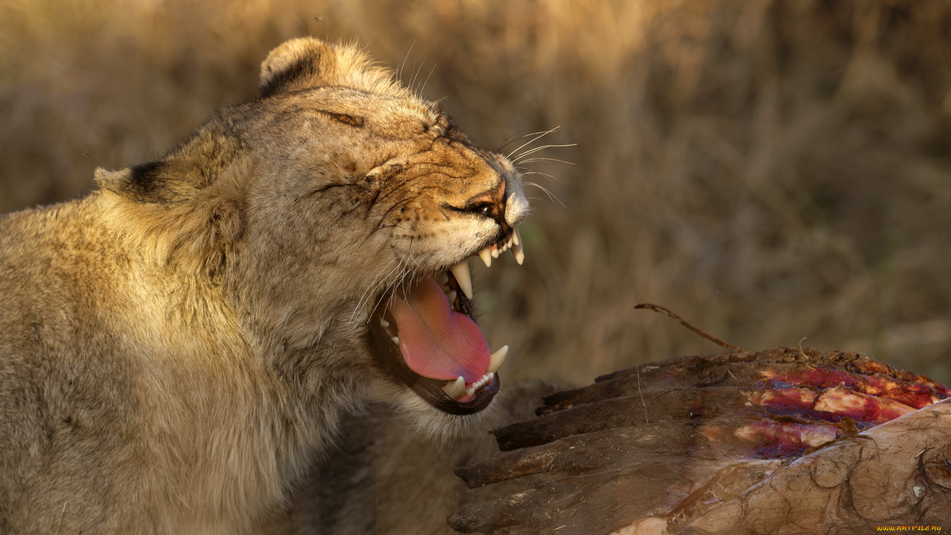 животные, львы, львица