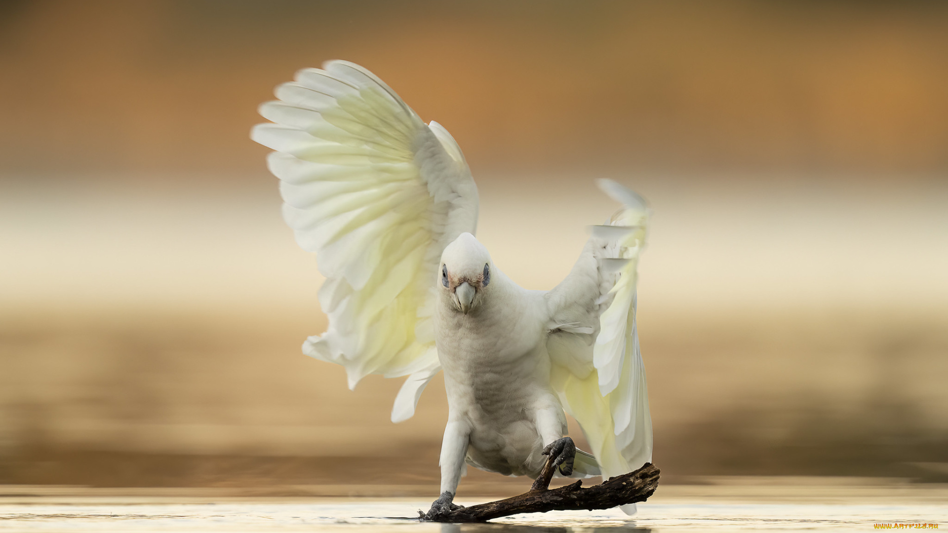 животные, попугаи, попугай