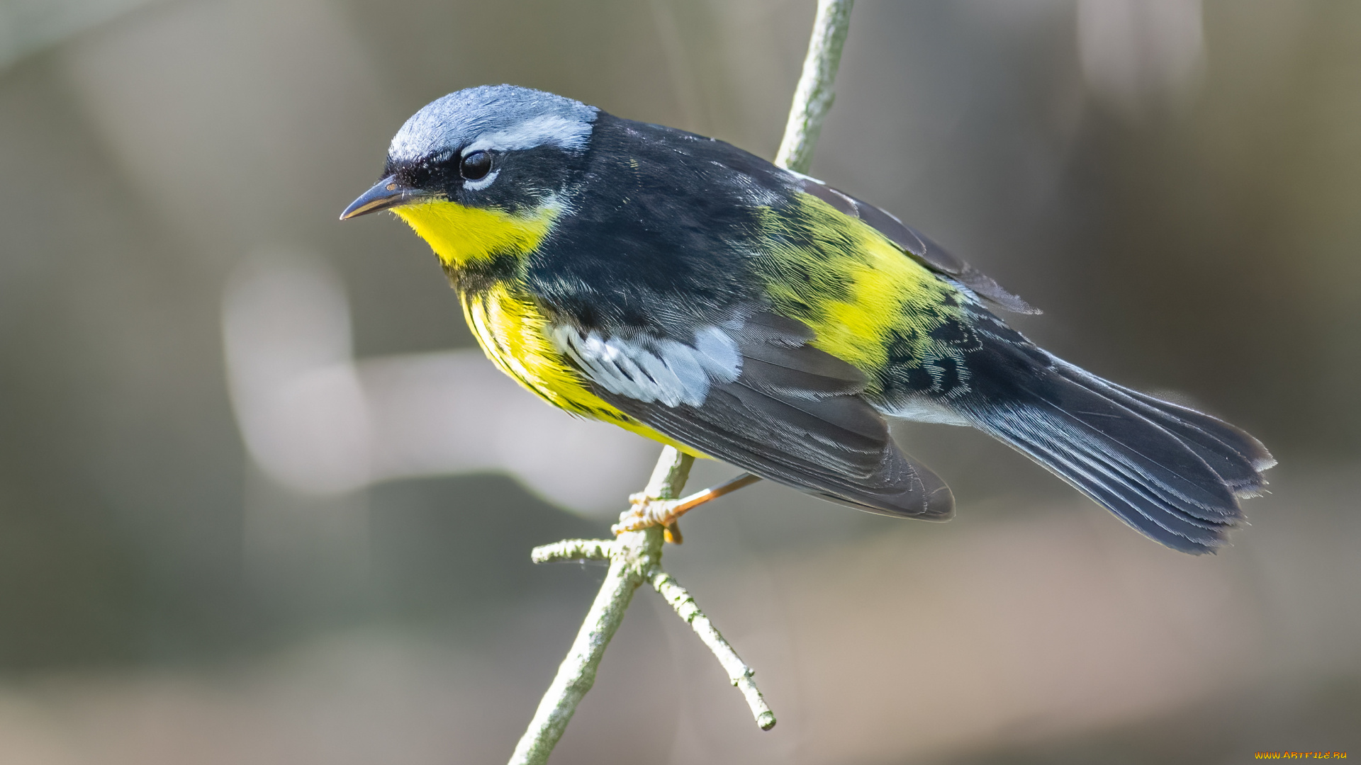 животные, птицы, птица