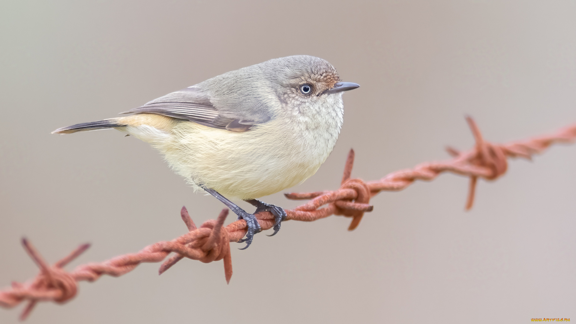 животные, птицы, птичка