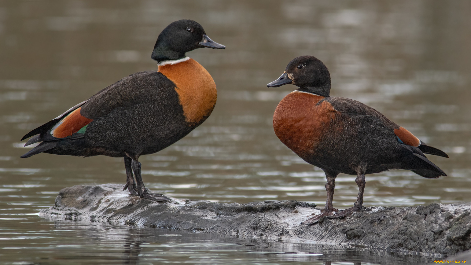 животные, утки