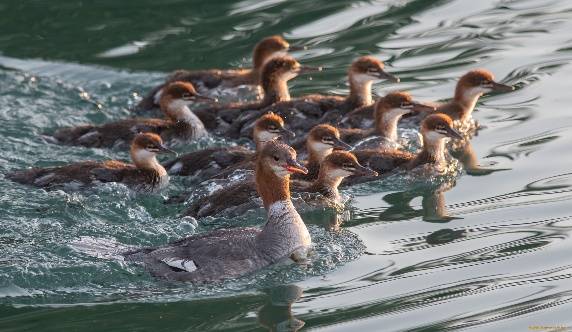 животные, чомги, , поганки, птицы