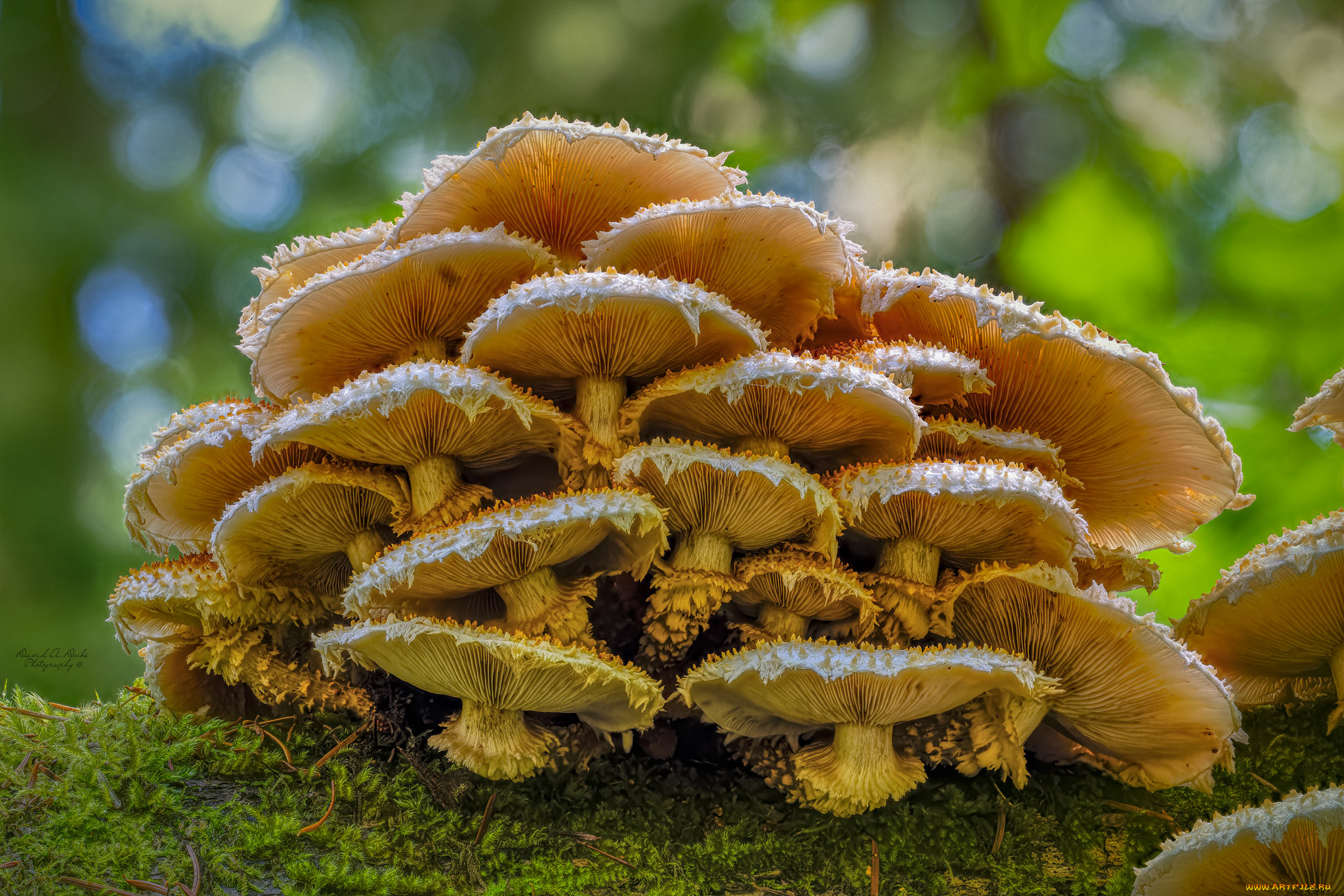 природа, грибы