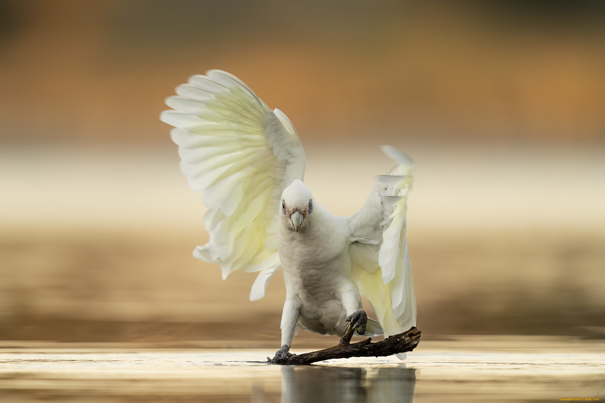 животные, попугаи, попугай