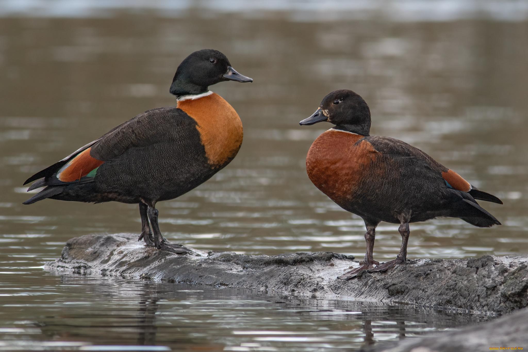 животные, утки