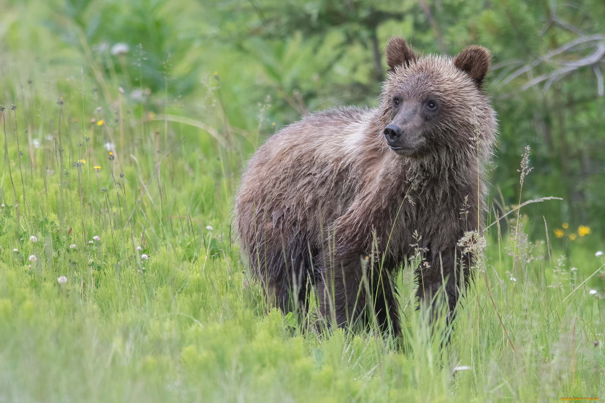 животные, медведи, медвежонок