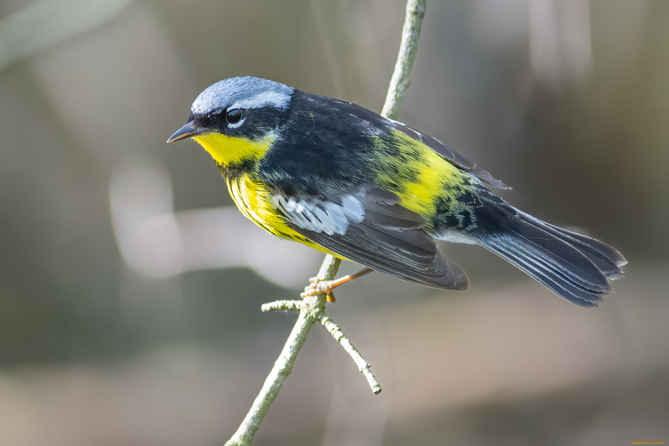 животные, птицы, птица