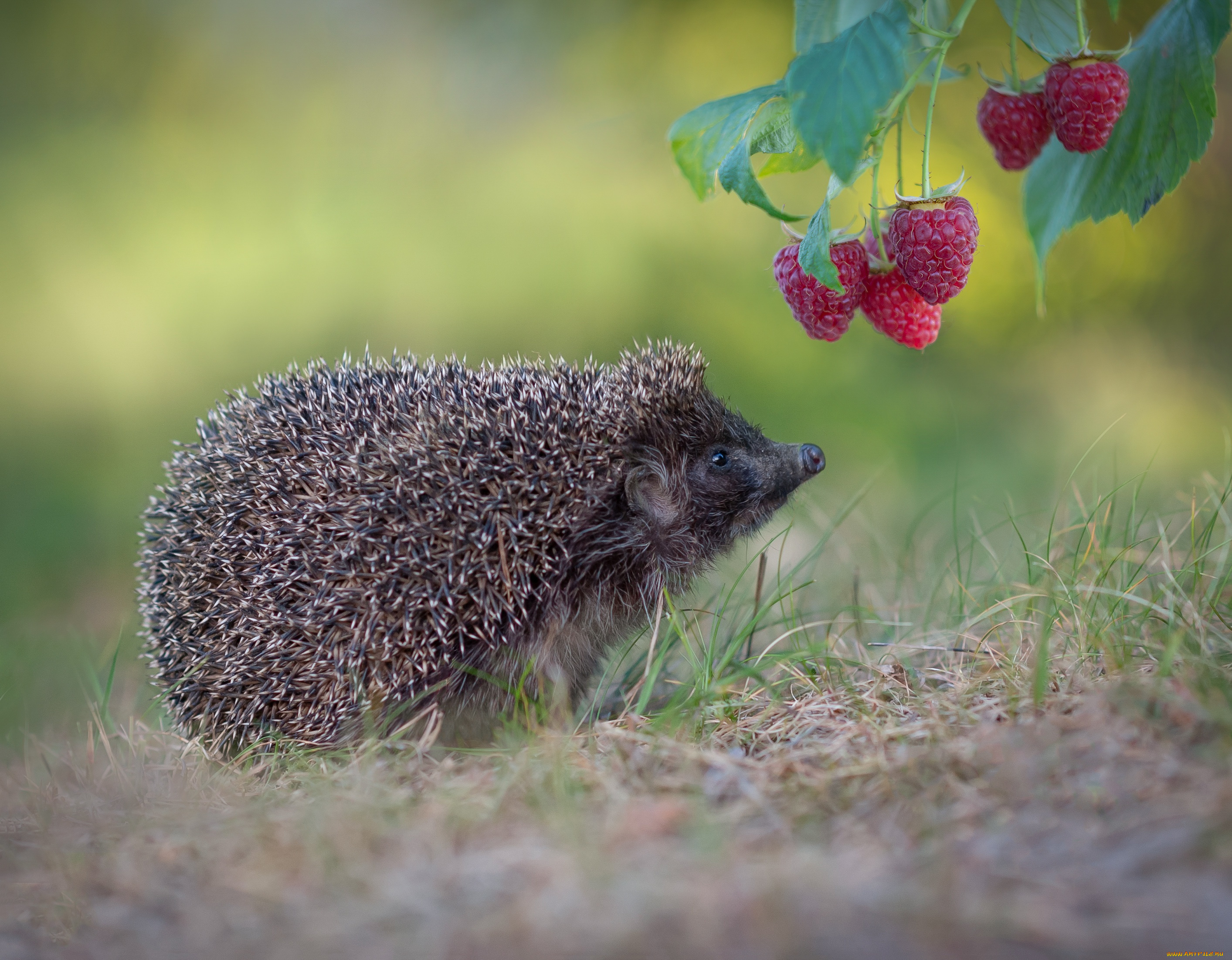 александр, гвоздь, животные, ежи, ёж