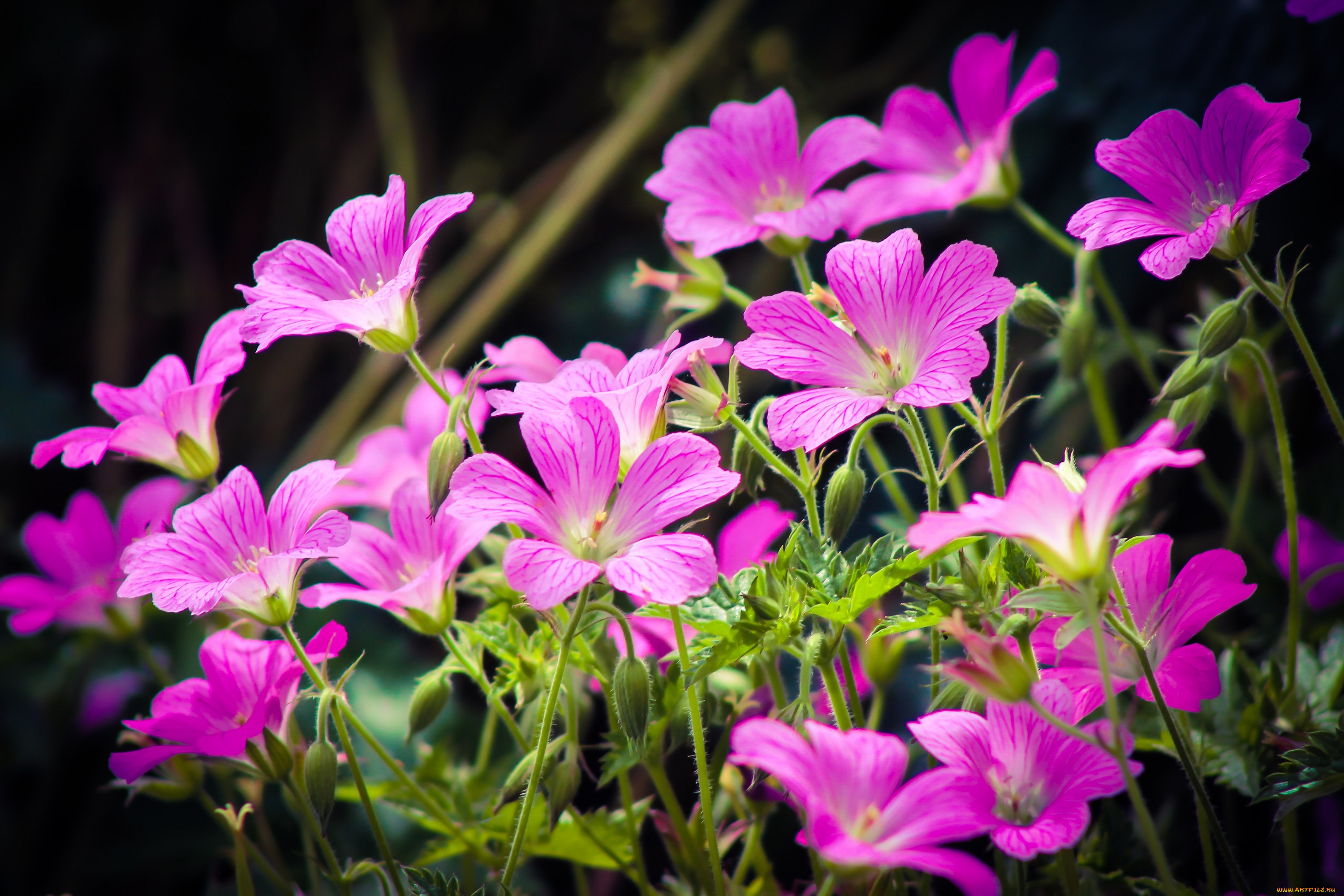 цветы, луговые, , полевые, , цветы, весна