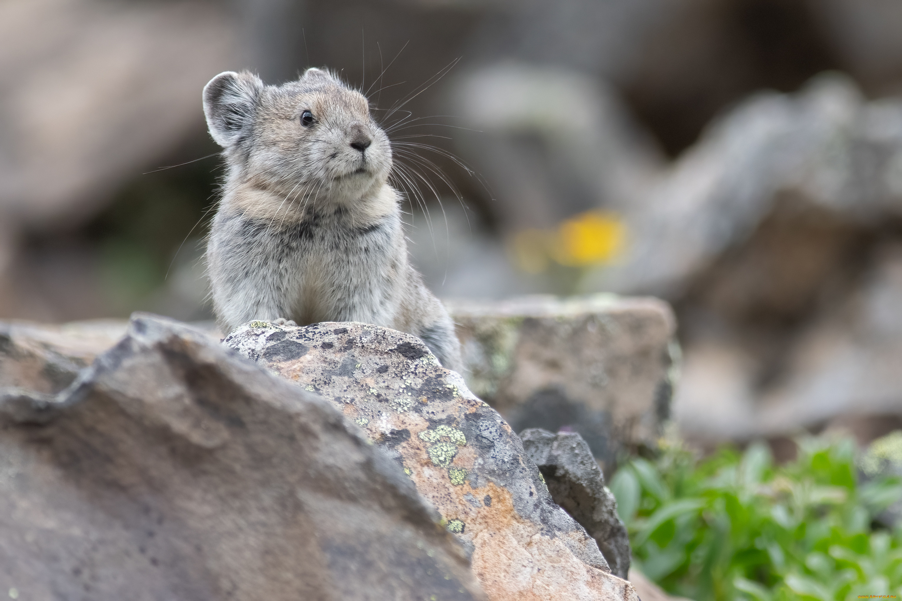 животные, крысы, , мыши, грызун