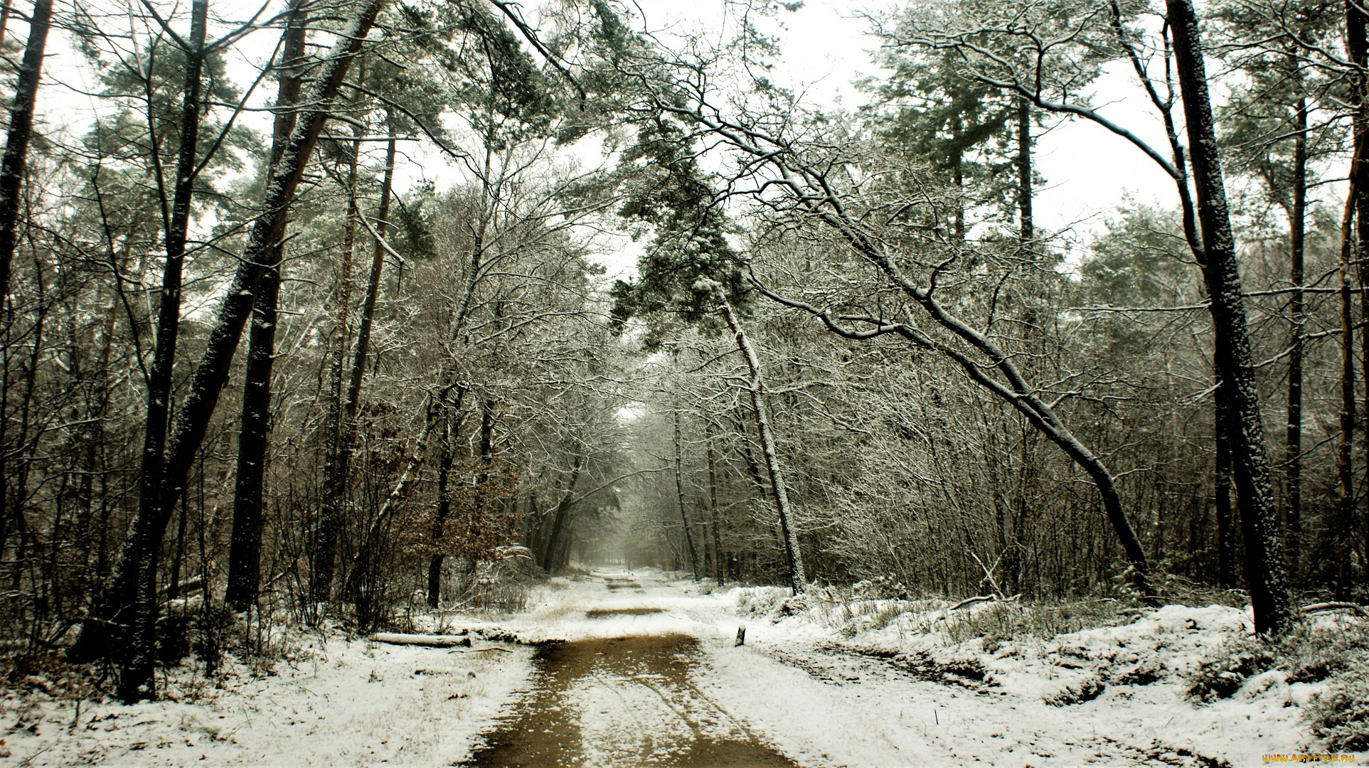 природа, дороги, лес, снег, зима, дорога