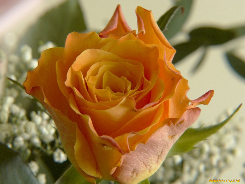 цветы, розы