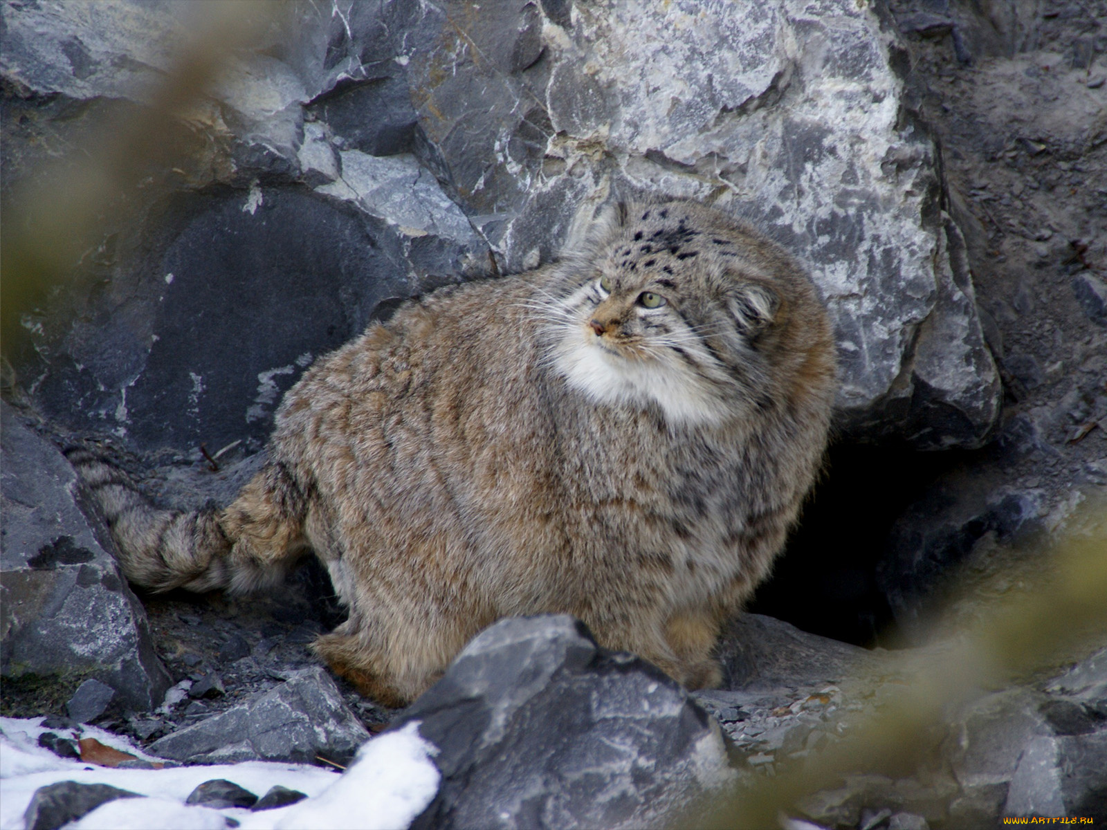 животные, манулы