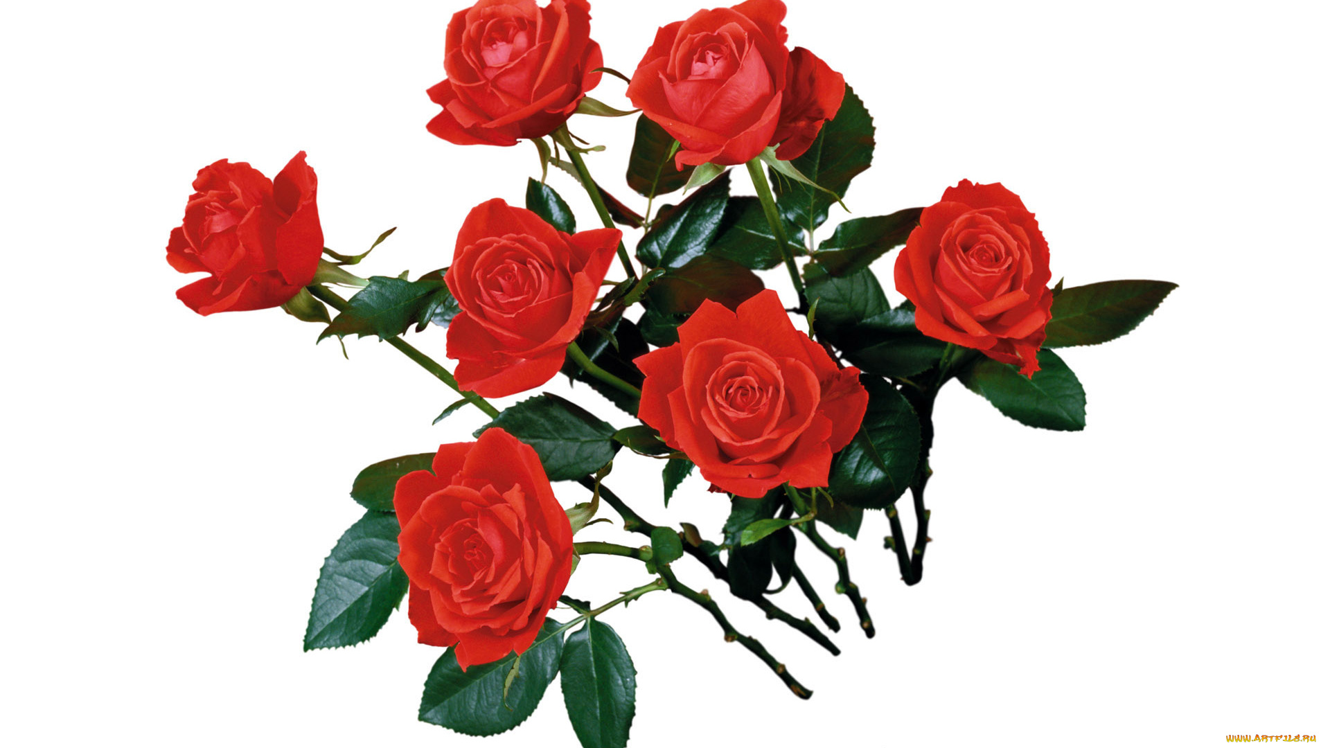 цветы, розы