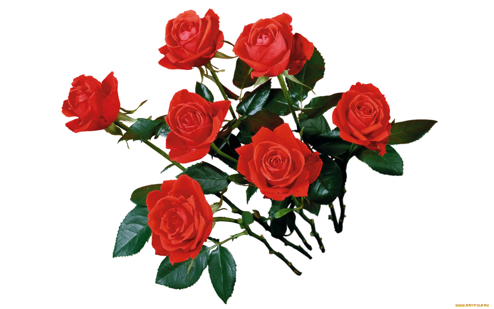 цветы, розы