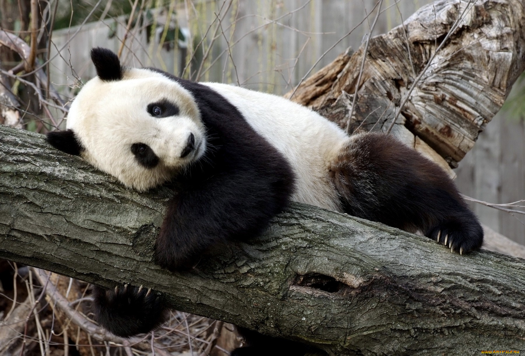 животные, панды, ствол, пятна, медведь