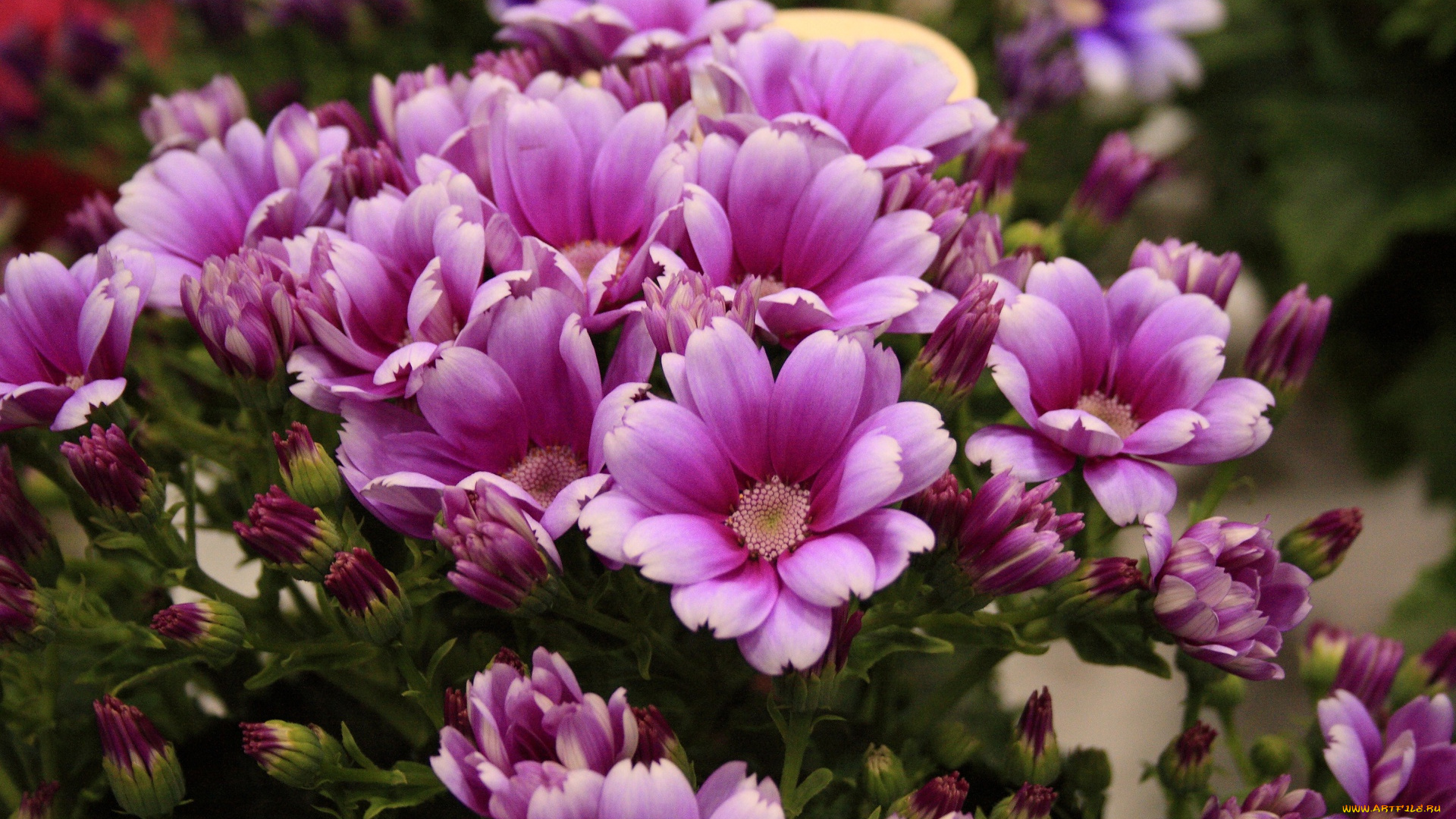 цветы, цинерария, лепестки