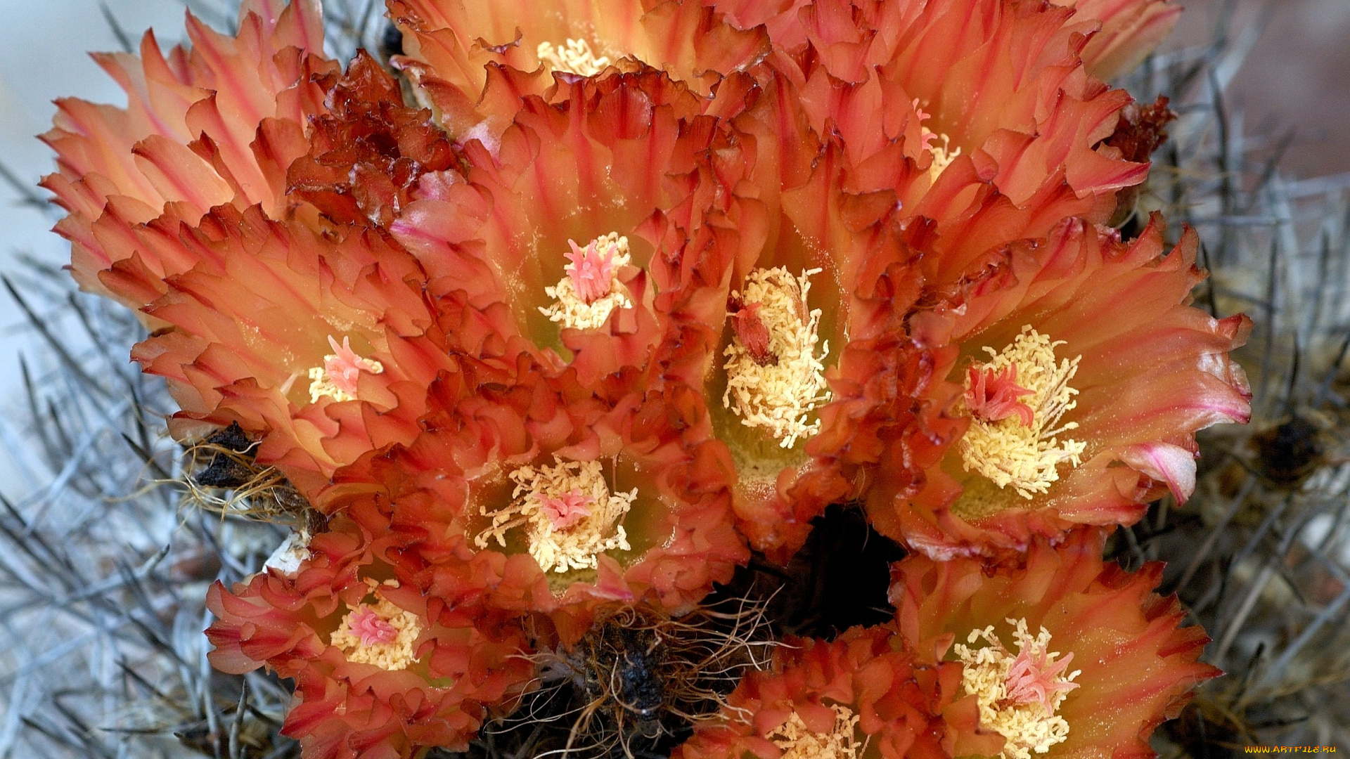 цветы, кактусы, оранжевый, колючки