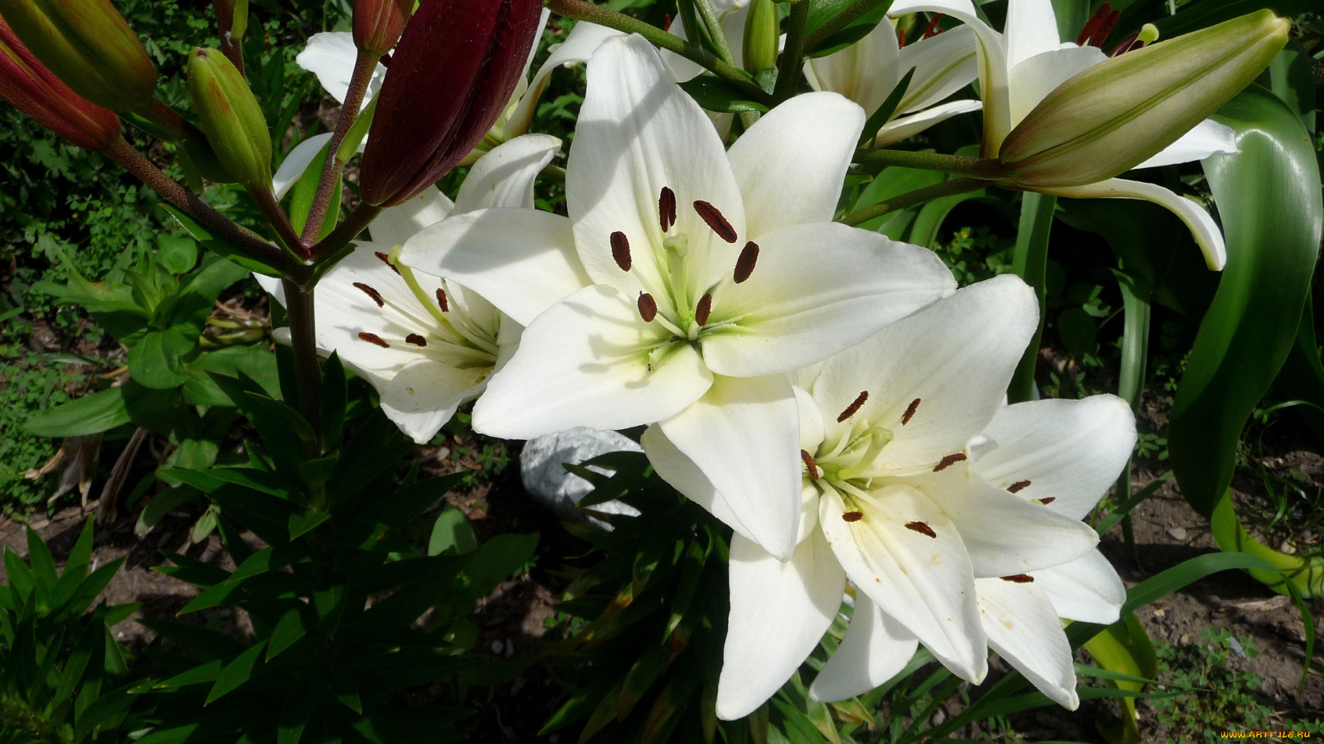 цветы, лилии, лилейники, лепестки