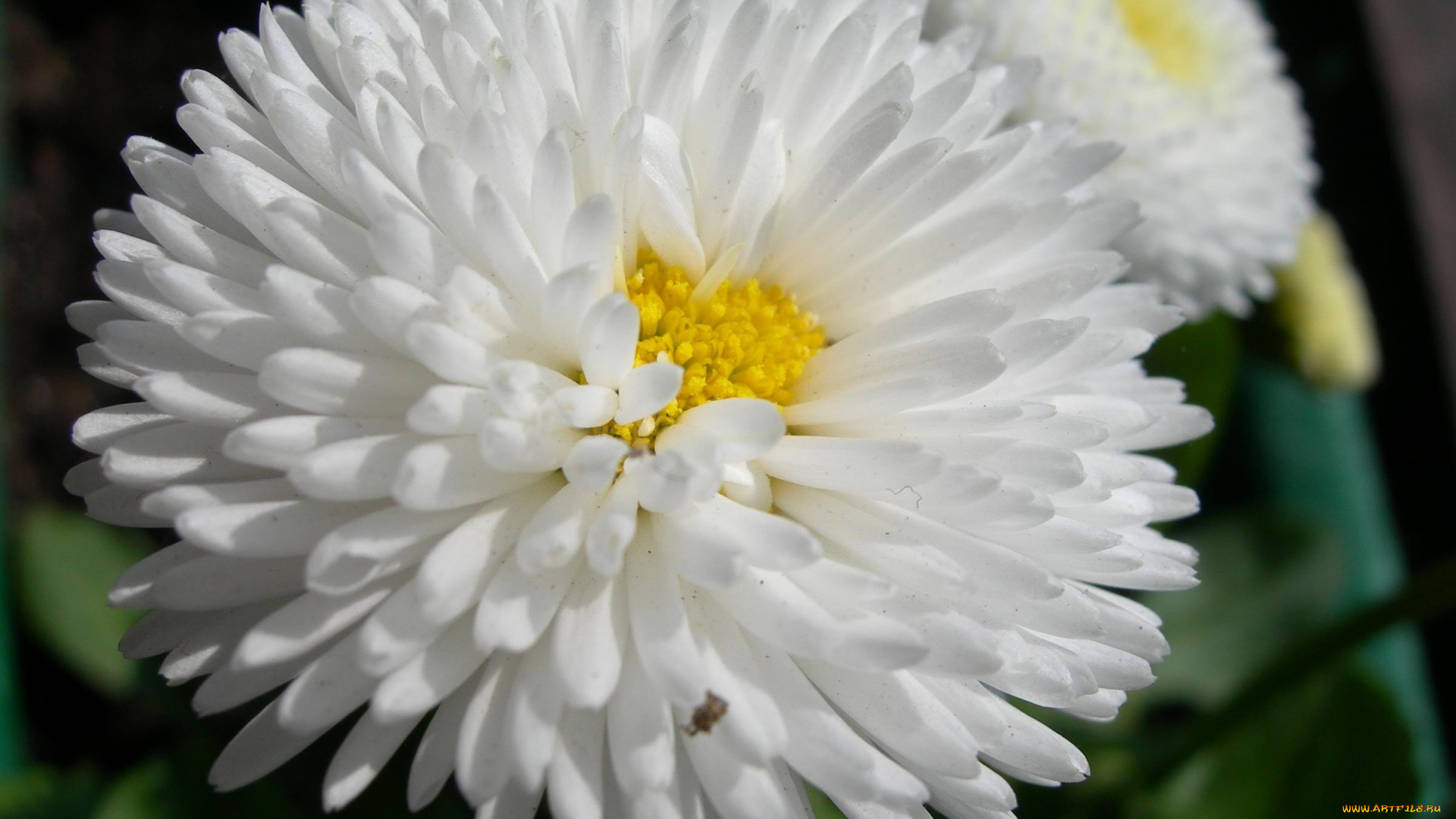 цветы, маргаритки, белый