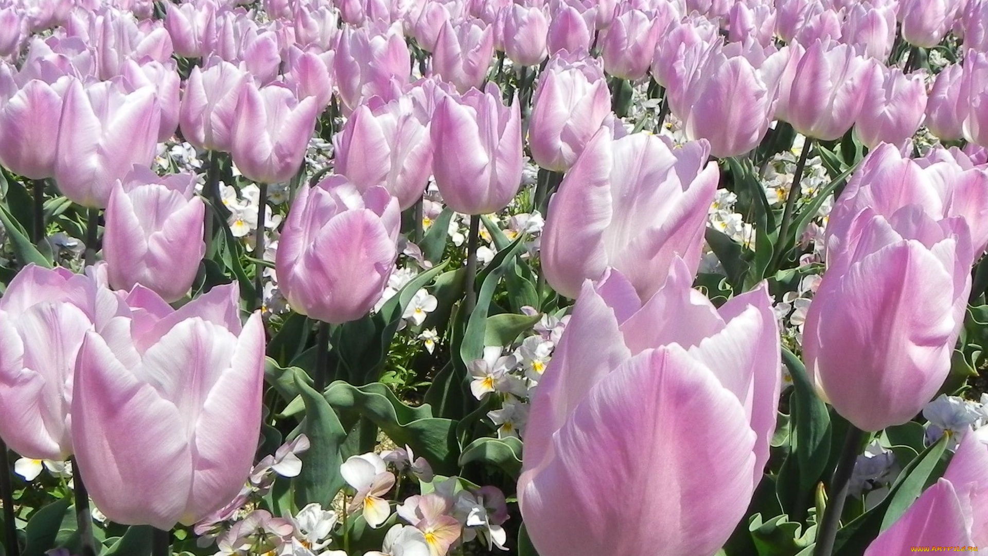 цветы, разные, вместе, поле