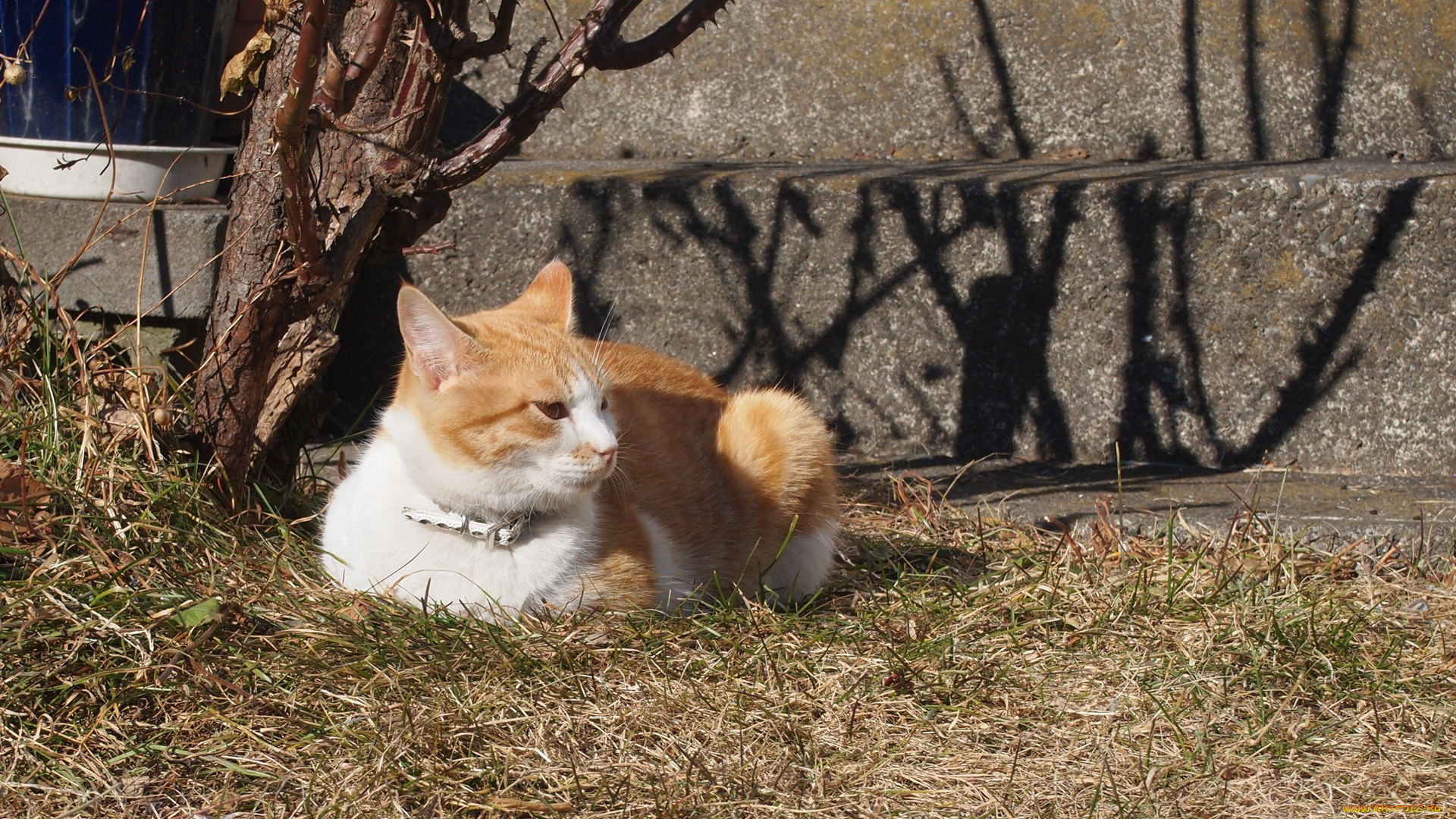 животные, коты, кот