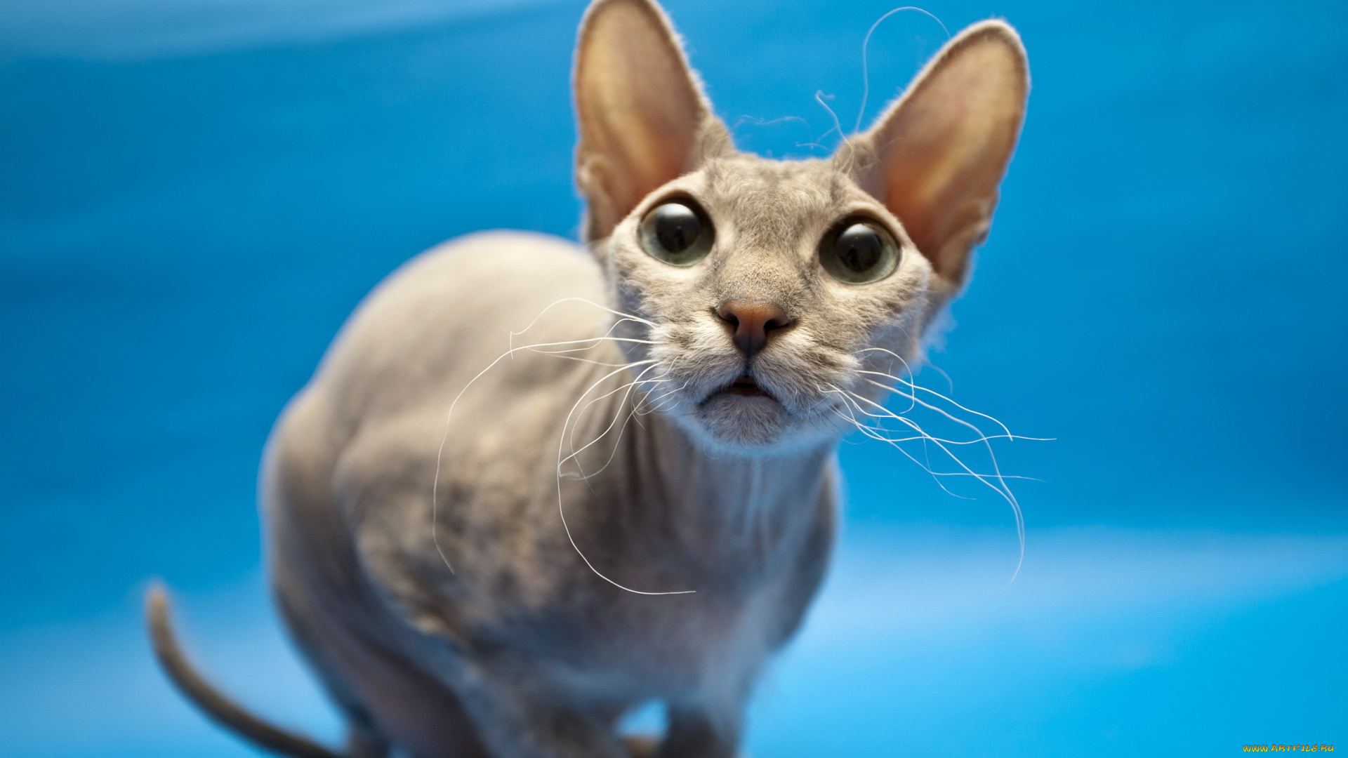 животные, коты, сфинкс, кошка