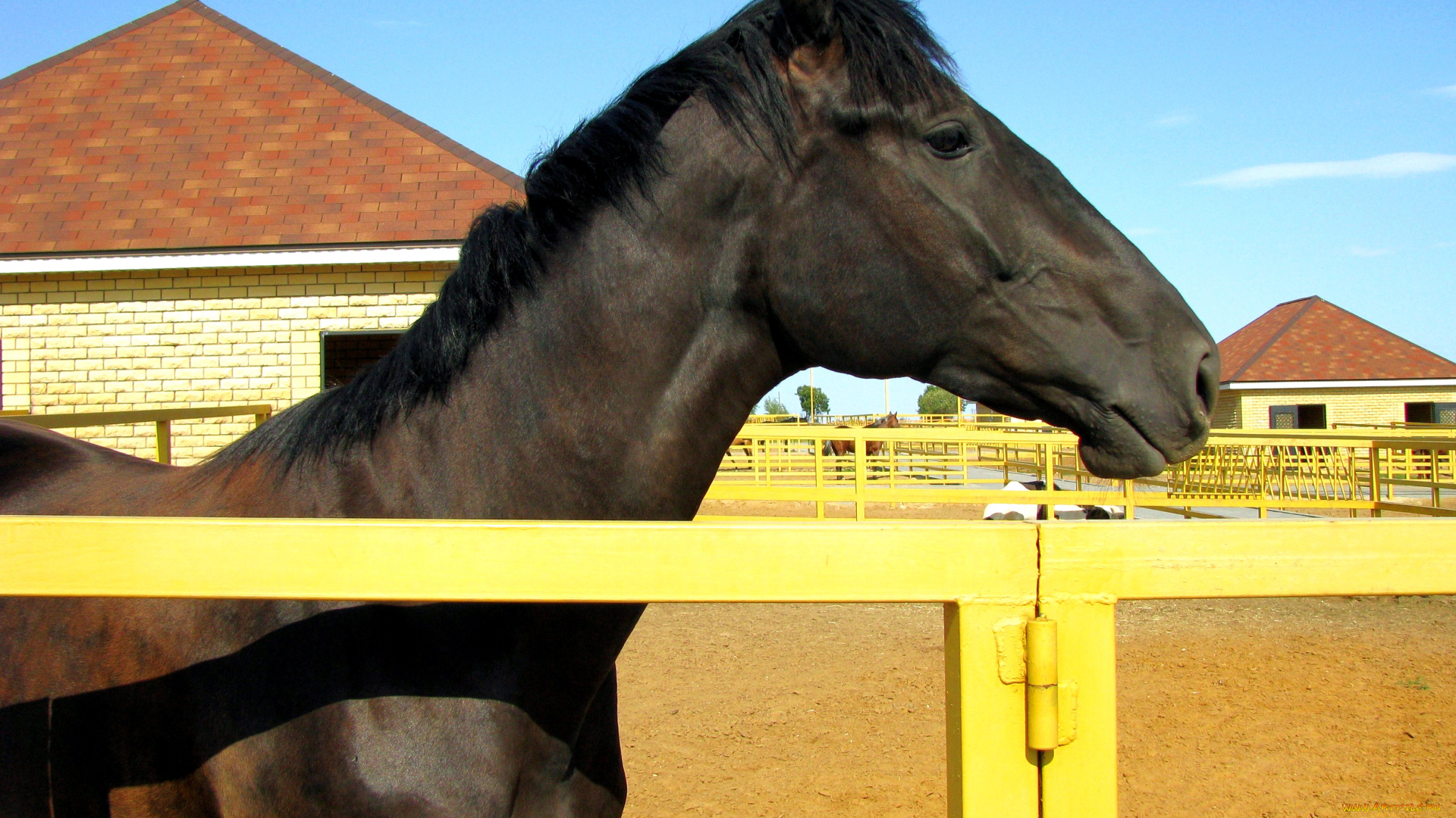 животные, лошади, конь, левада