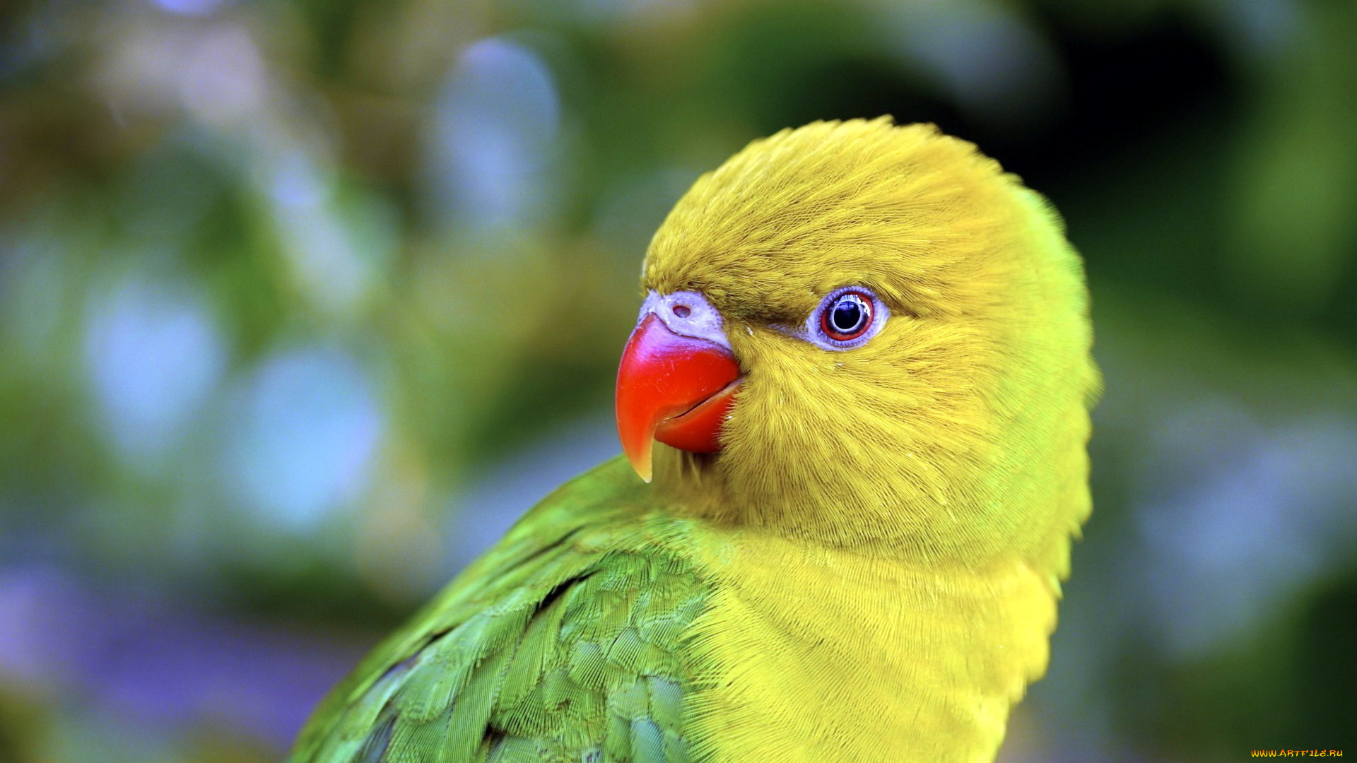 животные, попугаи, неразлучник