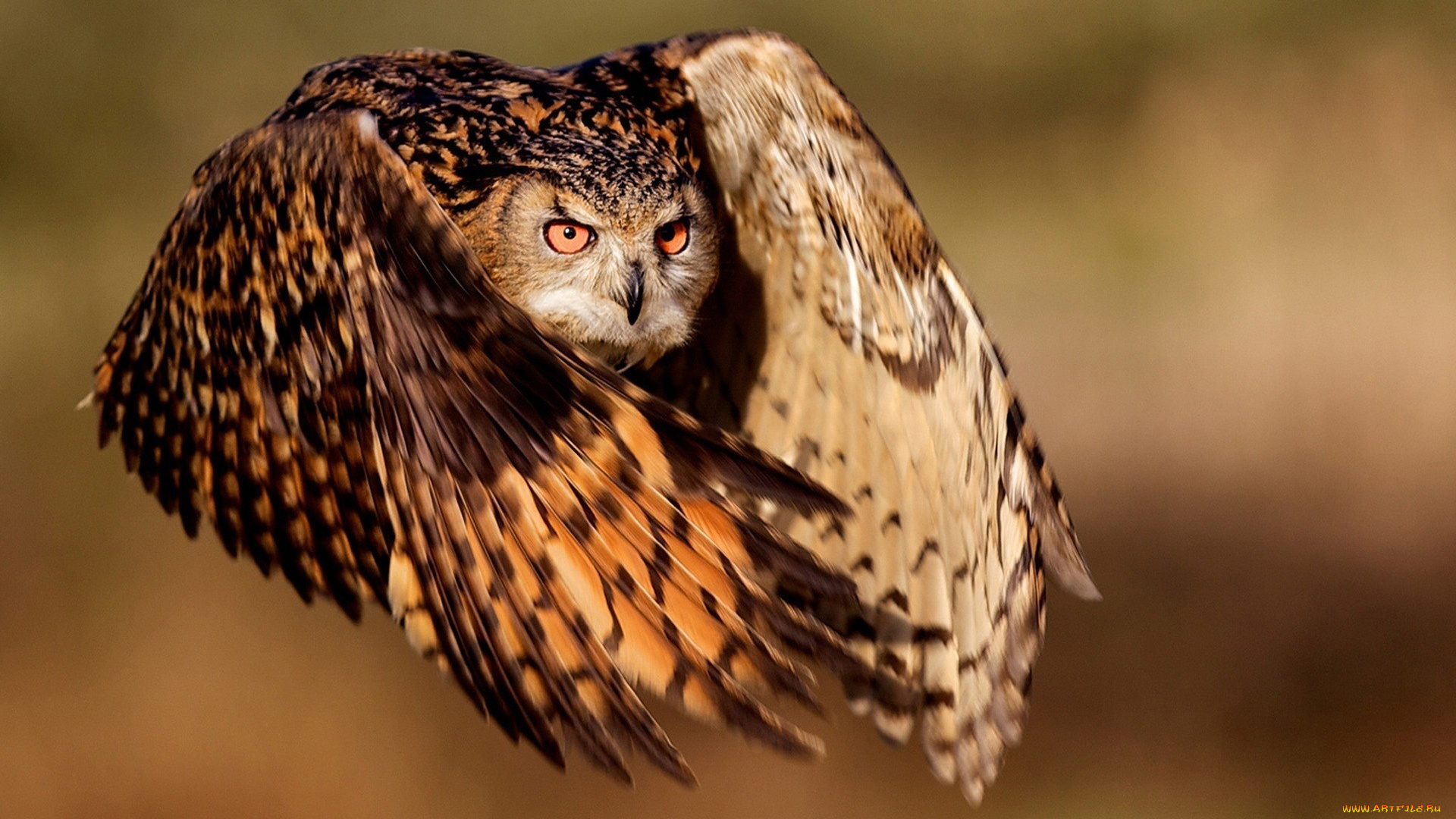 животные, совы, полёт