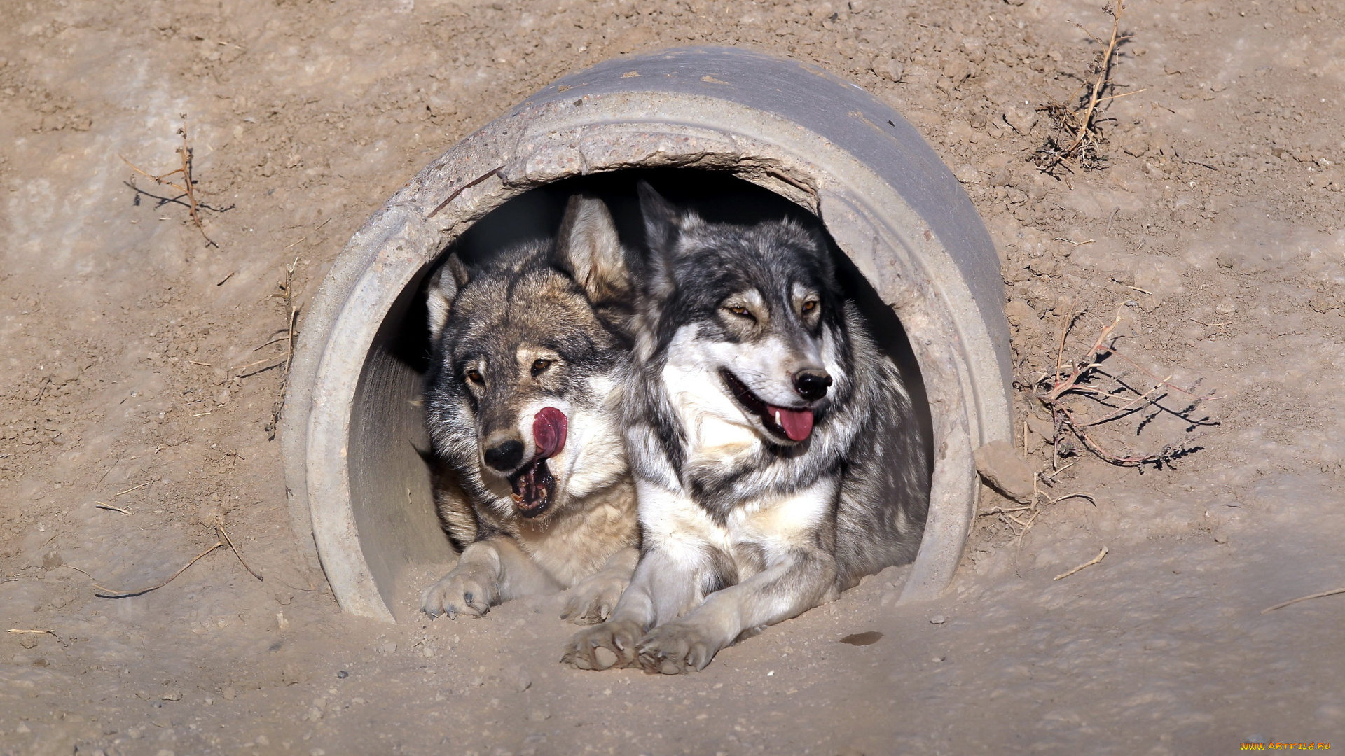 животные, волки, труба, волк, язык