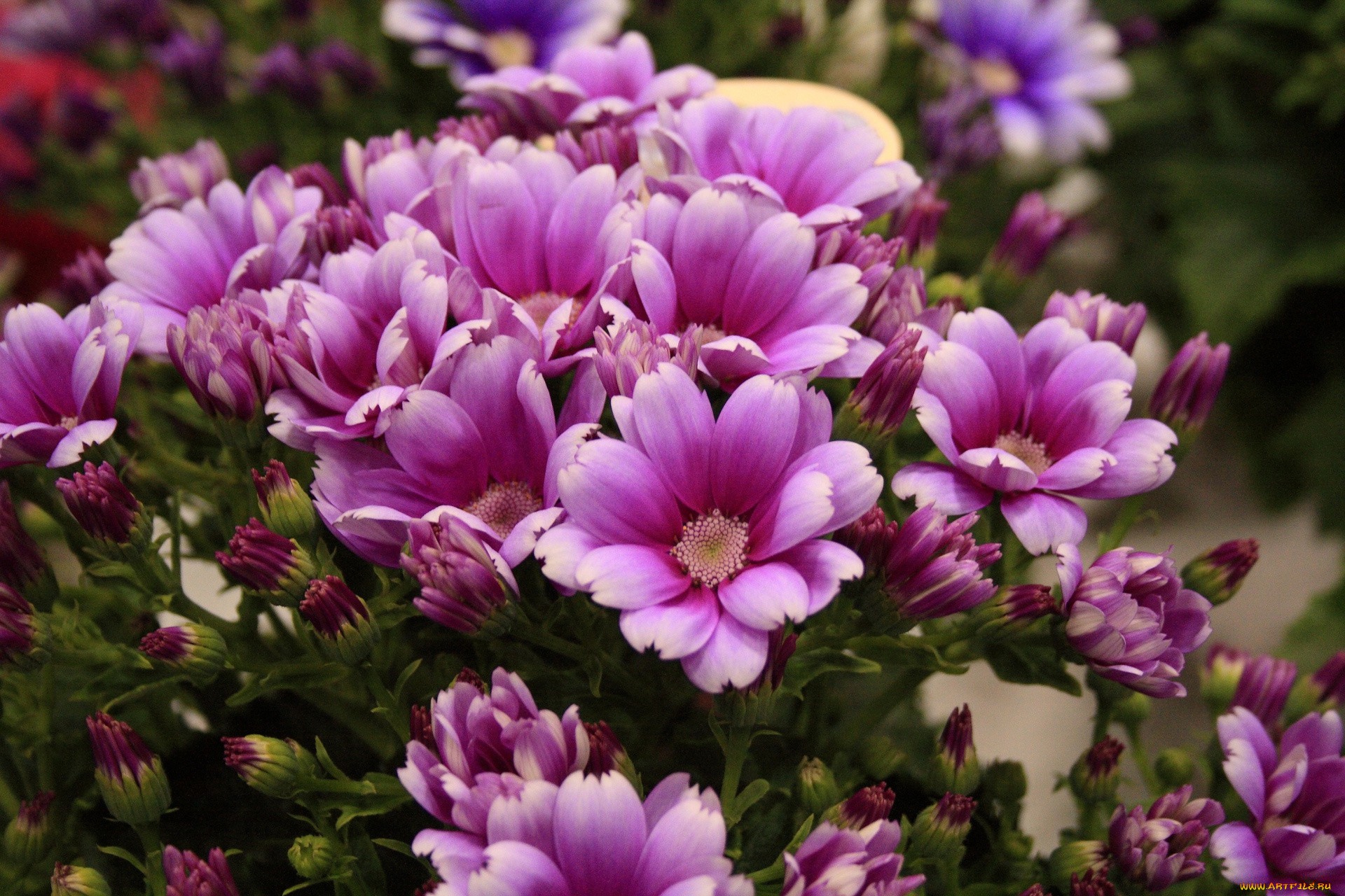 цветы, цинерария, лепестки