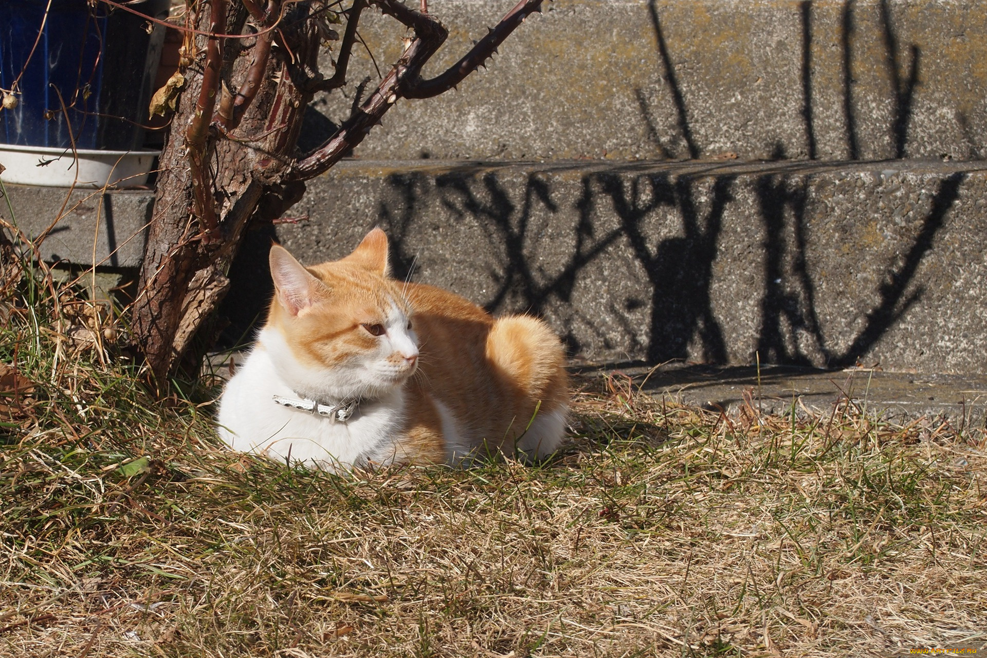 животные, коты, кот