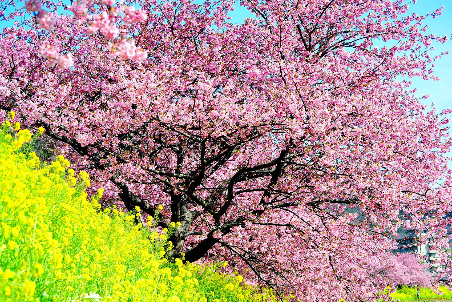 цветы, сакура, вишня, ветки