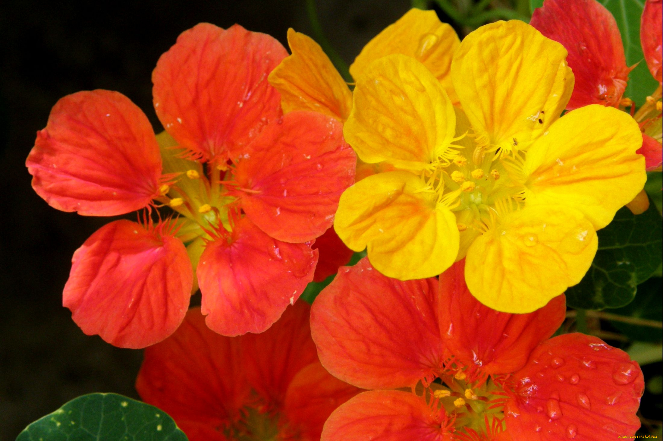 цветы, настурции, оранжевый, желтый, яркий