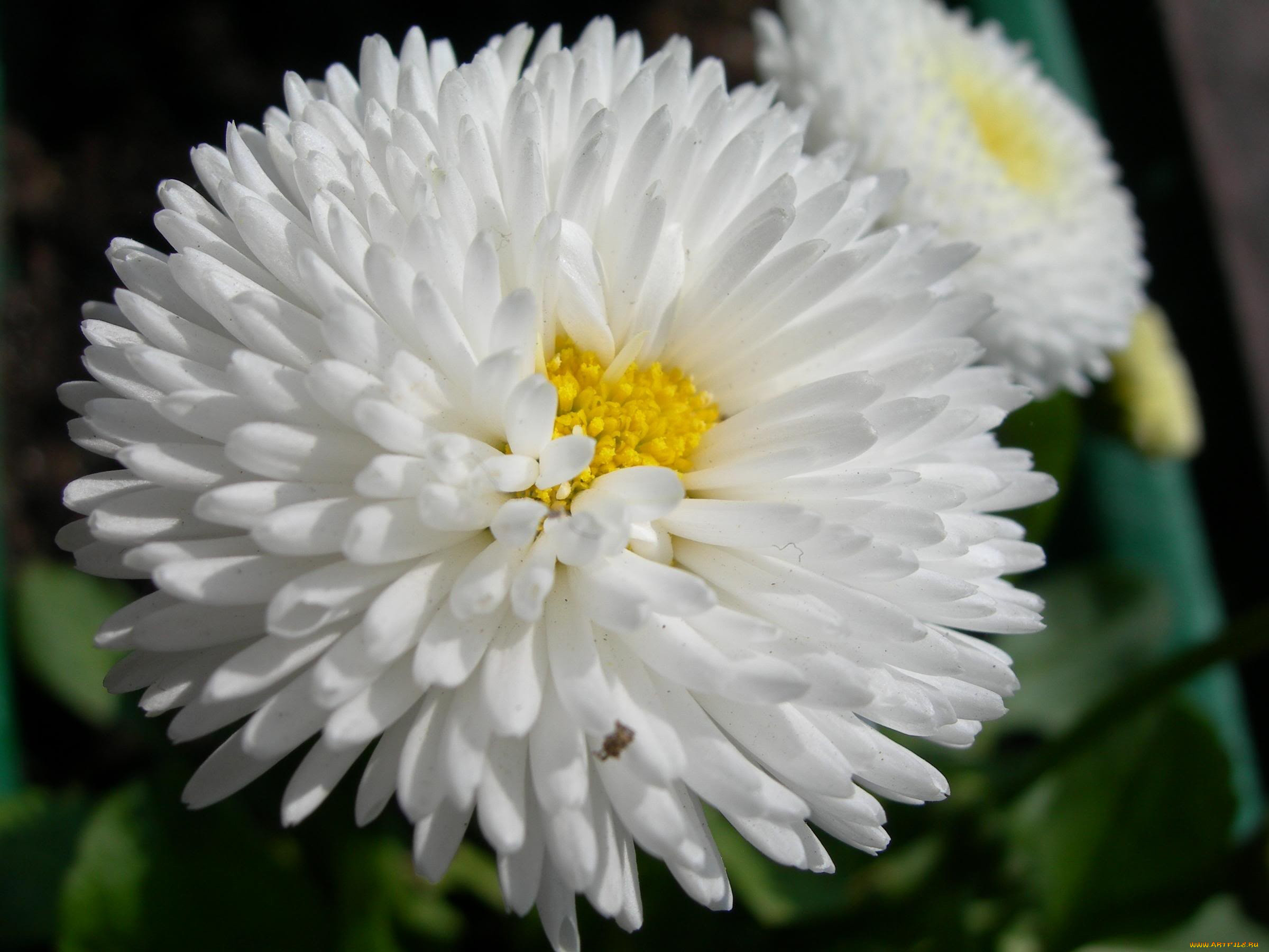 цветы, маргаритки, белый