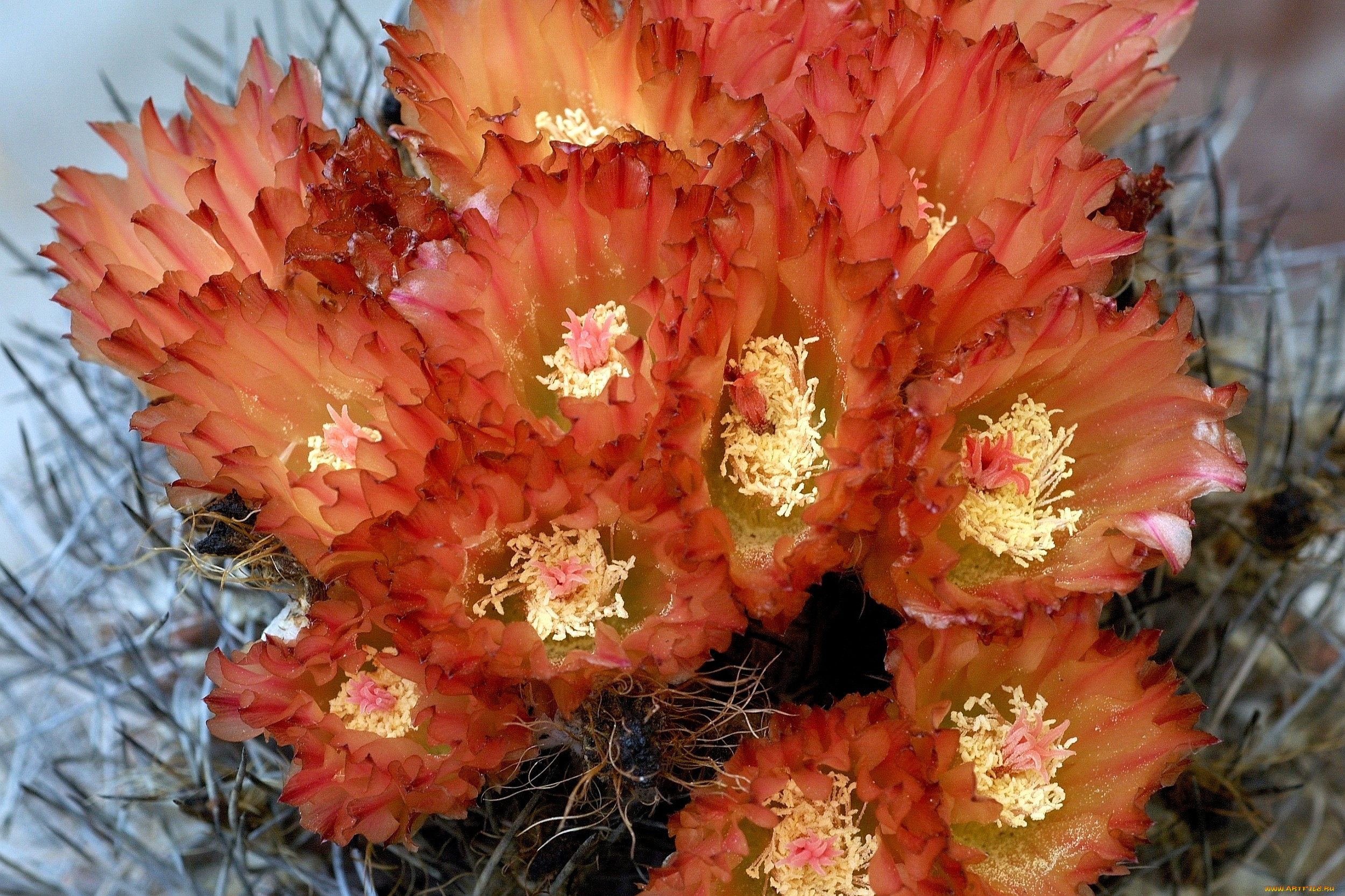 цветы, кактусы, оранжевый, колючки