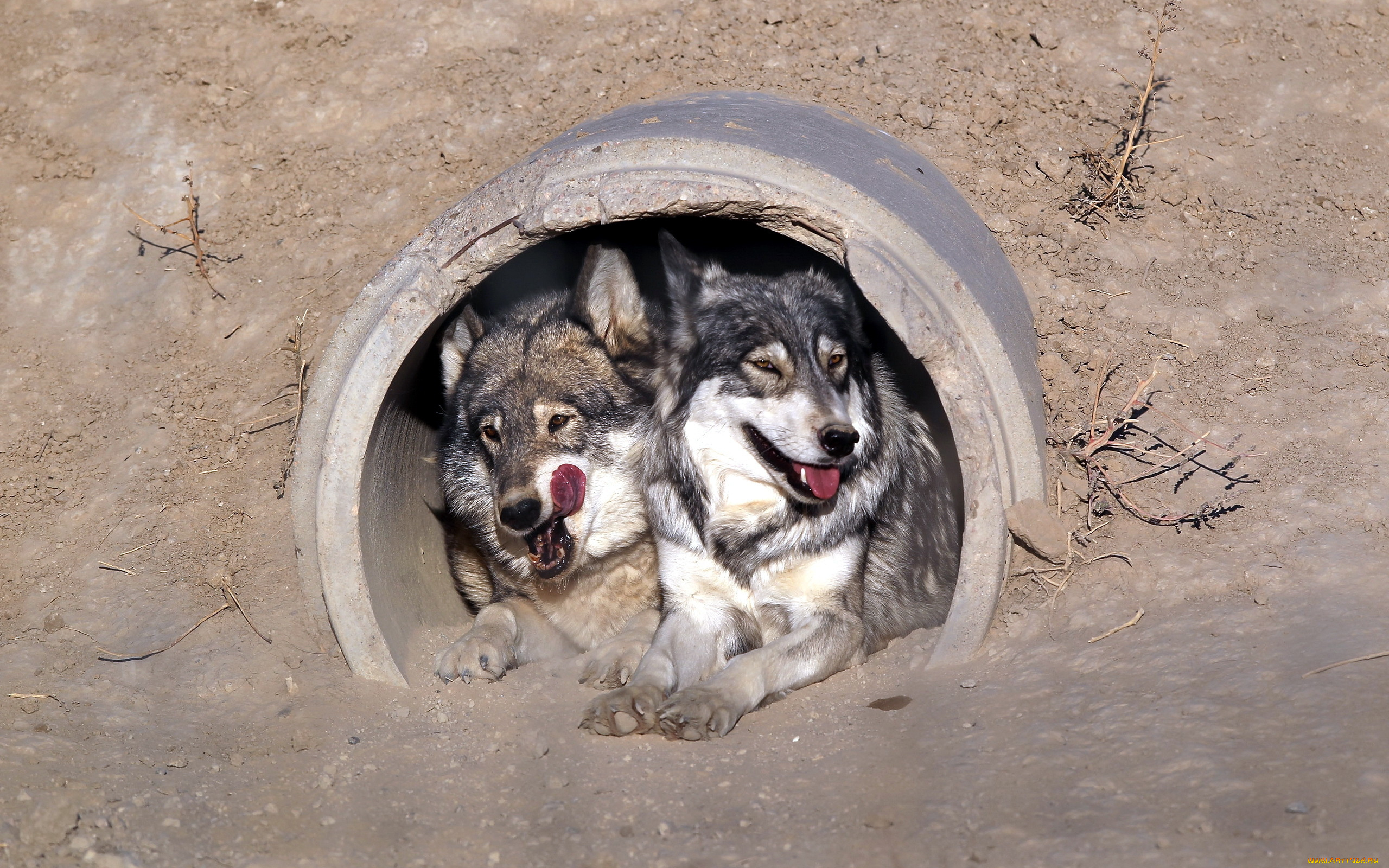 животные, волки, труба, волк, язык