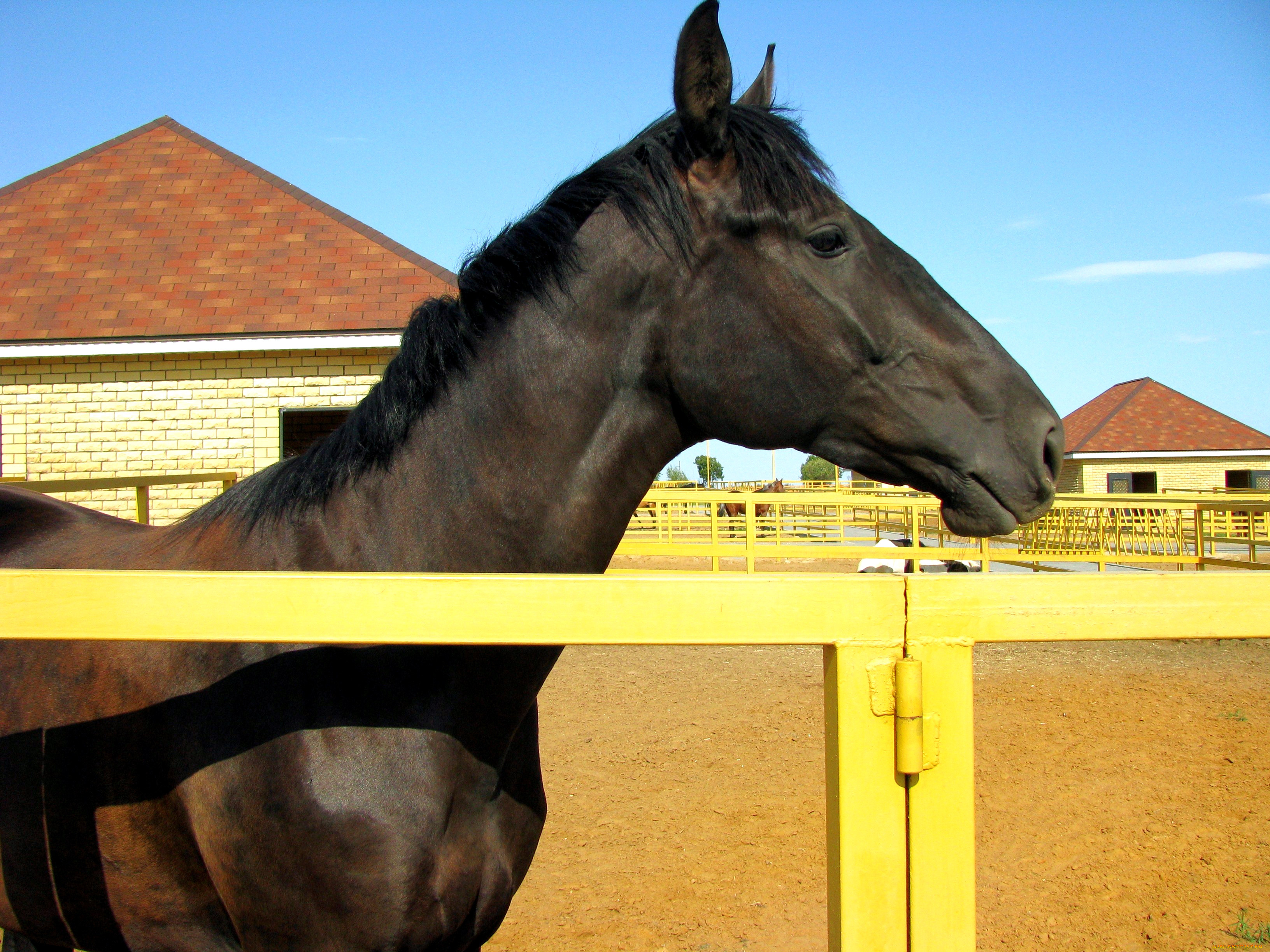 животные, лошади, конь, левада